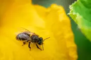 Squash Bees: Key to a Thriving Vegetable Garden This Season