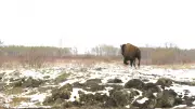 Star Blanket Cree Nation Welcomes Buffalo Back Home in Healing Ceremony