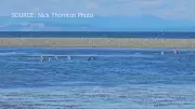 Stranded Dolphins Return Safely to Sea Near Qualicum Beach