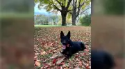Sudbury Police Cleared in Dog Bite Incident During IPV Arrest