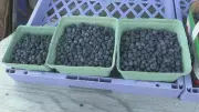 Sudbury Roadside Blueberry Sale Bylaw Extension Up for Vote