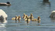 Sullivan's Pond Goslings Draw Crowds in Dartmouth