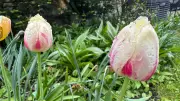 Sunny Warm Stretch Continues in London with Possible Midweek Showers