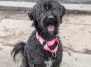 Sushi the Sweet Playful Dog Ready for Adoption at Toronto Humane Society