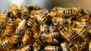 Teen Driver in Crash That Released Millions of Bees on Highway
