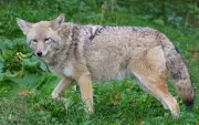 Teen Girl Hospitalized After Coyote Attack in Markham