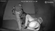 Thieves Steal $7K from Essex Respite Program in Early Morning Break-In