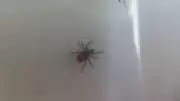 Tick season starting earlier than ever in B.C., vets say