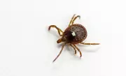 Ticks Spreading in Ontario: Expert Tips for Protection This Summer