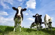 Timmins Councillor Proposes Trespassing Bylaw for Farm Animals