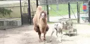 Toronto Zoo Welcomes New Bactrian Camel Calf: 'Incredible'