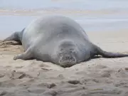 Tourist in monk seal rock incident faces doxing, threats: lawyer