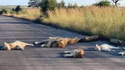 Tourists Killed by Lions in South Africa's Kruger National Park