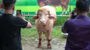'Trump' Buffalo Spared Eid Sacrifice, Sent to Bangladesh Zoo
