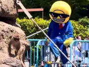 Two Americans Arrested After Stunt at Baby Monkey Punch's Zoo in Japan