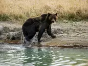Two Hikers Injured in Bear Attack at Yellowstone National Park