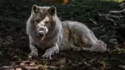 Two Ontario trappers fined $5,700 for abandoning bear and wolf traps