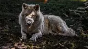 Two Ontario Trappers Fined $5,700 for Unlawful Trapping Practices