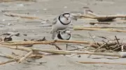 Two Piping Plovers Spotted at Wasaga Beach, Marking Positive Sign for Species