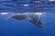 Underwater Robot Tracks Sperm Whale Conversations in Real Time