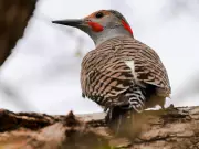 Unprecedented Surge in Woodpecker Damage Plagues Calgary Homeowners