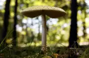 U.S. Imposes Duties on Canadian Mushrooms Over Subsidy Claims