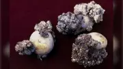 U.S. Industry Groups Push to Ban Fresh P.E.I. Potatoes After Disease Detection