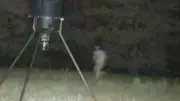 Veteran Accused of Shooting Wife, Flees; Trail Cam Captures Image