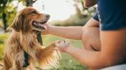 Vets Reveal 5 Signs Your Dog Is Truly Happy and Content