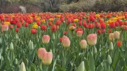 Victoria Day Long Weekend 2026: Top Things to Do in Ottawa