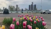 Warm and Wild: Windsor-Essex Faces Showers, Thunderstorms, and Gusty Winds