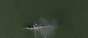 Whale Heat Signatures Tracked to Prevent Ship Collisions in San Francisco Bay