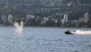 Whale Struck by Jet Ski Near Vancouver in Good Condition: Officials
