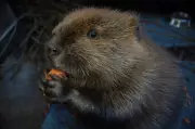 What to Do If You See a Beaver in Your Backyard: Expert Advice