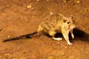 What to Know About Hantavirus, the Illness Suspected in a Cruise Ship Outbreak