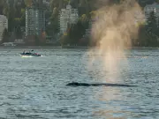 Why a Grey Whale Is Visiting Vancouver's Burrard Inlet