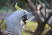 Wild Parrots Copy Friends When Trying New Foods, Study Finds