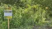 Wild Parsnip Control Starts in Little River Corridor and Ojibway Prairie Complex