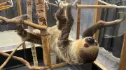 Wildlife Festival in Regina Showcases Over 50 Exotic Animals This Weekend