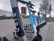 Windsor Council to Decide Bird E-Scooter Fate at Upcoming Meeting