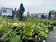 Windsor Hosts Annual Plant Sale This Weekend for Green Thumbs