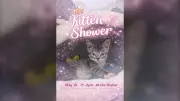 Windsor/Essex Humane Society Hosts Annual Kitten Shower Event