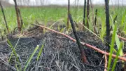 Winnipeg Blaze Burns Nearly Football Field of Assiniboine Forest