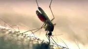 Winnipeg Steps Up Mosquito Control Measures Amid Rising Concerns