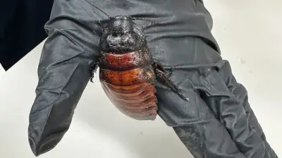 100,000+ illegal cockroaches seized in Australia's largest exotic invertebrate bust