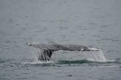 10th Dead Grey Whale Found on B.C. Coast This Year