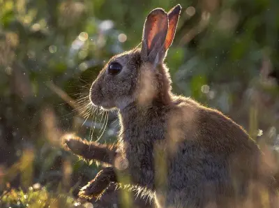 Alberta Man Gets 8 Years for 'Inconceivable' Rabbit Killings