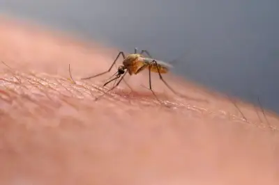 Alberta Mosquito Season Brings Renewed West Nile Virus Warning