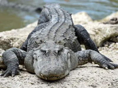Alligator Bites Off Woman's Arms in Florida River; Victim Dies