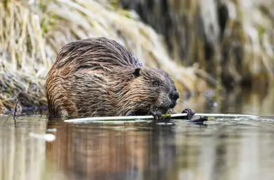 An Interview with Iron Tooth Bruce: Canada's Beaver Crime Mastermind